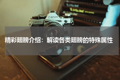 精彩翅膀介绍:解读各类翅膀的特殊属性