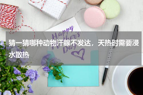 猜一猜哪种动物汗腺不发达，天热时需要浸水散热